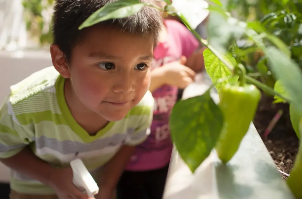 A little boy peers at a plant in a garden